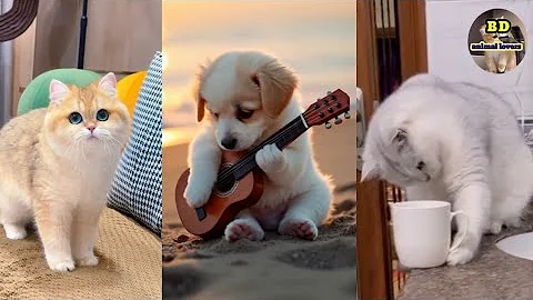 Video 9572861: funny dog cat talking, cat funny animal talking, funny cute cats talking, cats lover animals dogs