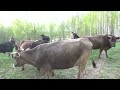 Коровы счастливы! Пастбищный сезон 2022 открыт