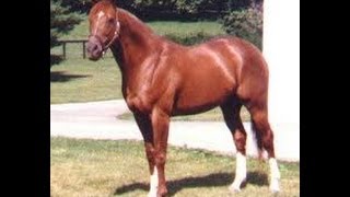 SECRETARIAT  The Immortal