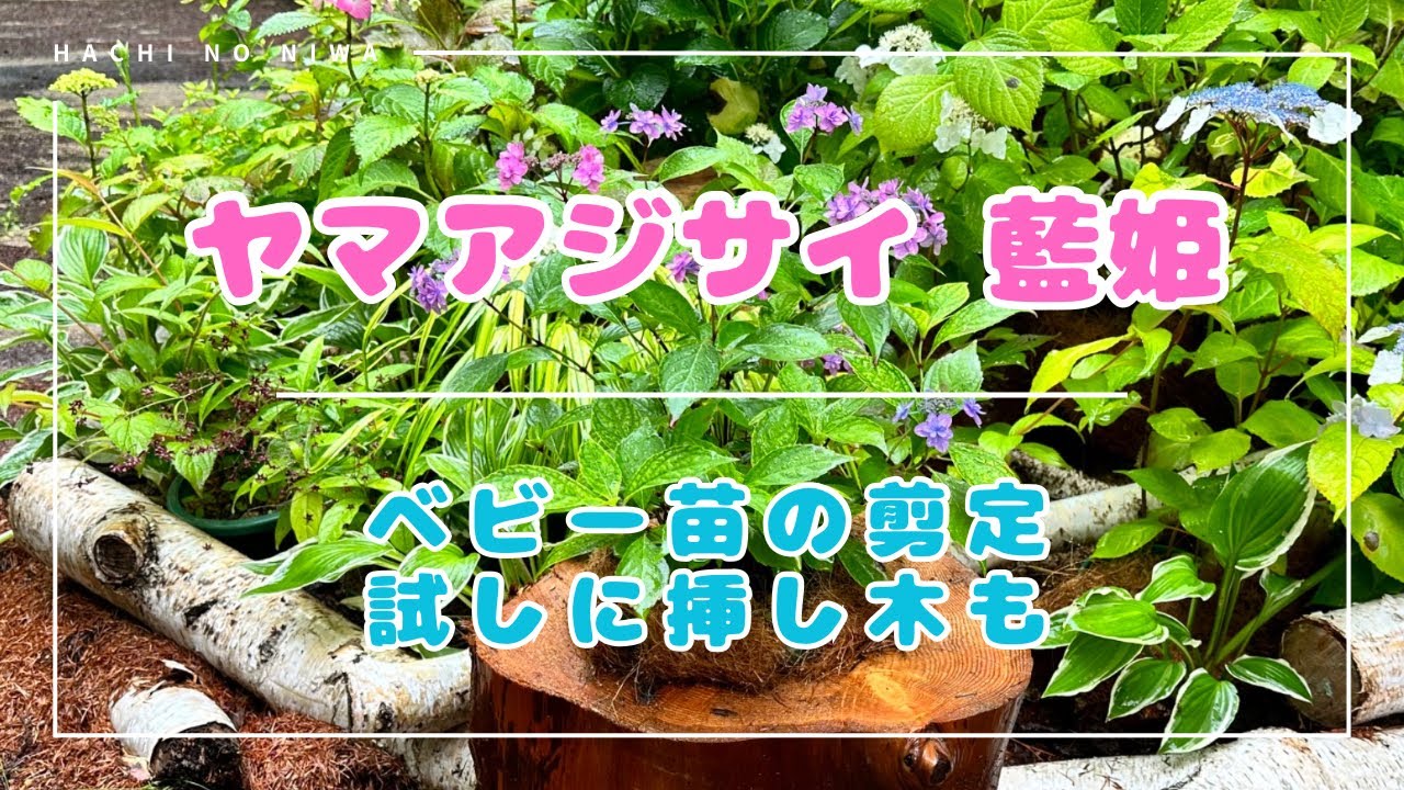 【ヤマアジサイ剪定】ベビー苗も新芽確認で安心。和鉢で盆栽仕立てに🪴