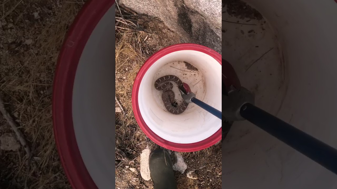 Rattlesnake Strikes at the Tongs