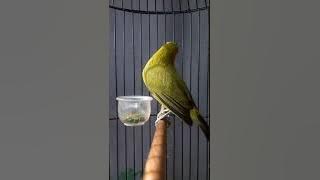 Garage Pleci
