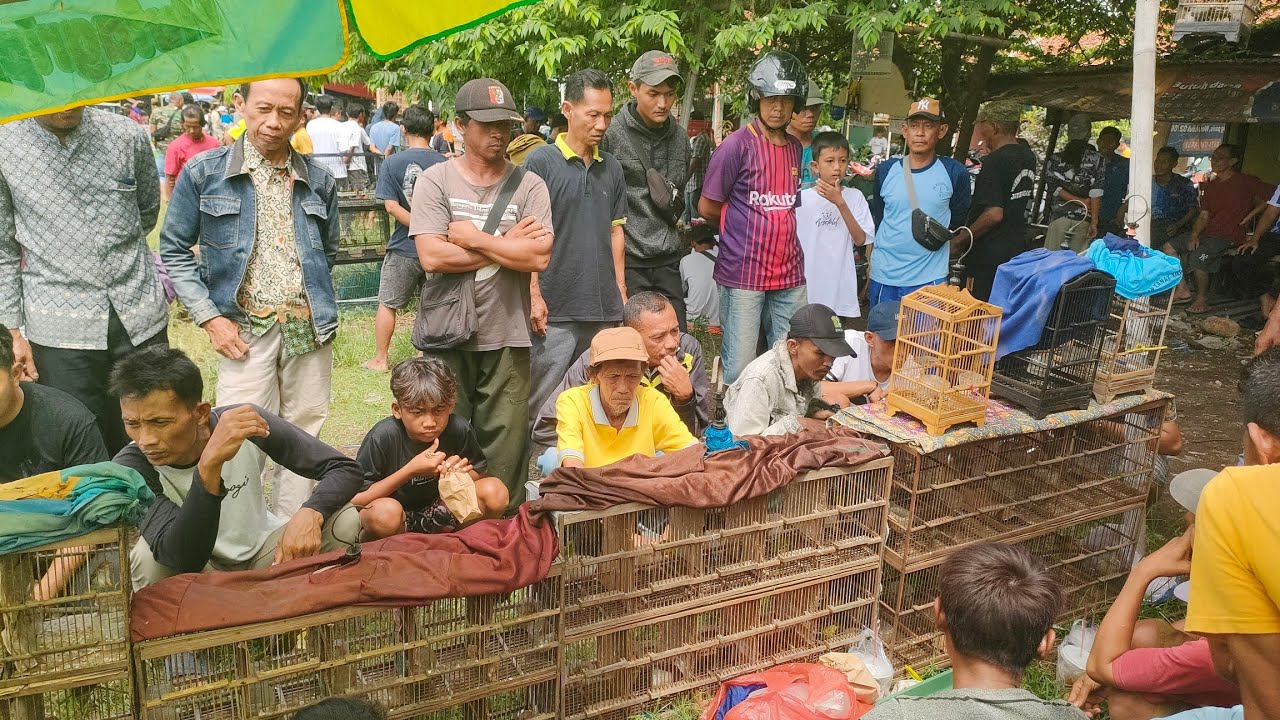 PENGUNJUNG DI BUAT HERAN BURUNG NYA MURAH ²