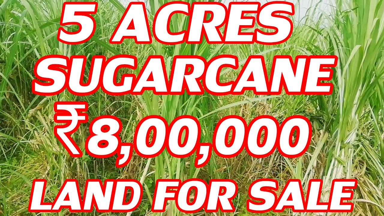 5 ACRES SUGARCANE FARMING LAND FOR SALE COST PER ACRE IS ₹ 8,00,000