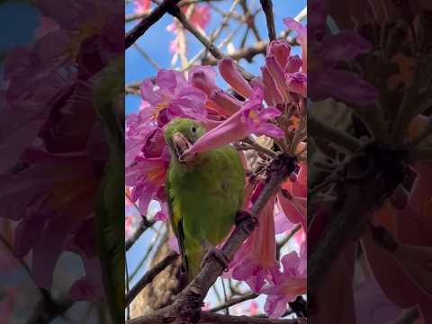 PERIQUITO VERDE CANTANDO #periquitos