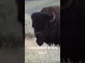 🦬🦬🦬🦬🦬🦬🦬
