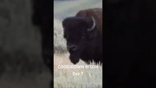 🦬🦬🦬🦬🦬🦬🦬