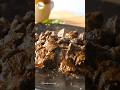 Eid Special Tawa Fry Kaleji - Food Fusion