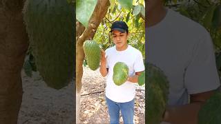 fruta deliciosa 😋 guanábanas