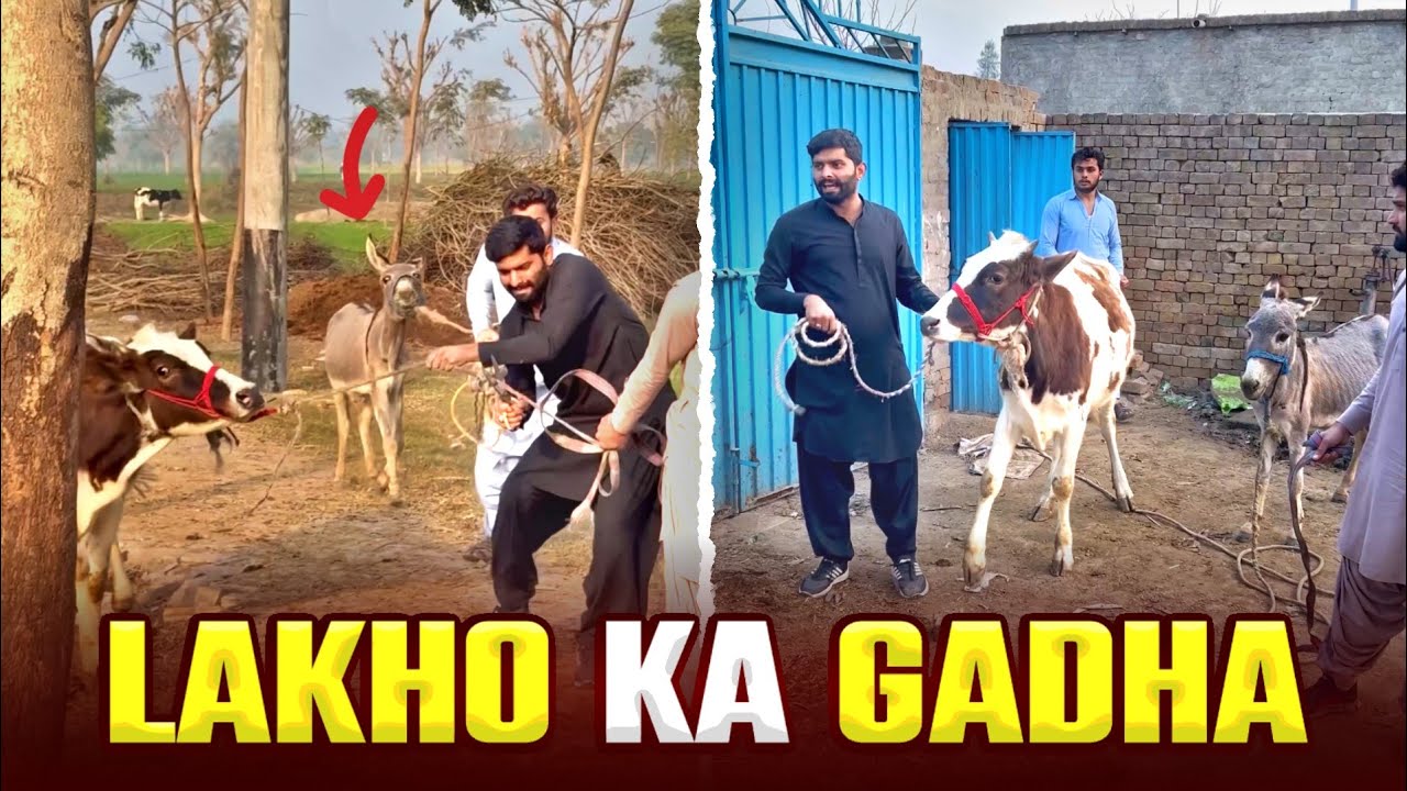 Lakho ka Gadha 🫏 | Khizar Omer Funny Video Hindi/Urdu