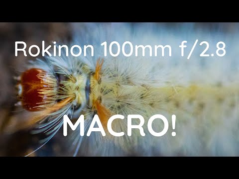 Rokinon 100mm f/2.8 macro with Canon M6 Mark II