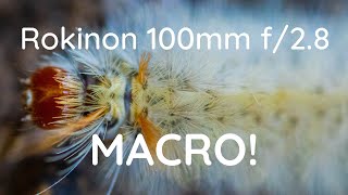 Rokinon 100mm f/2.8 macro with Canon M6 Mark II