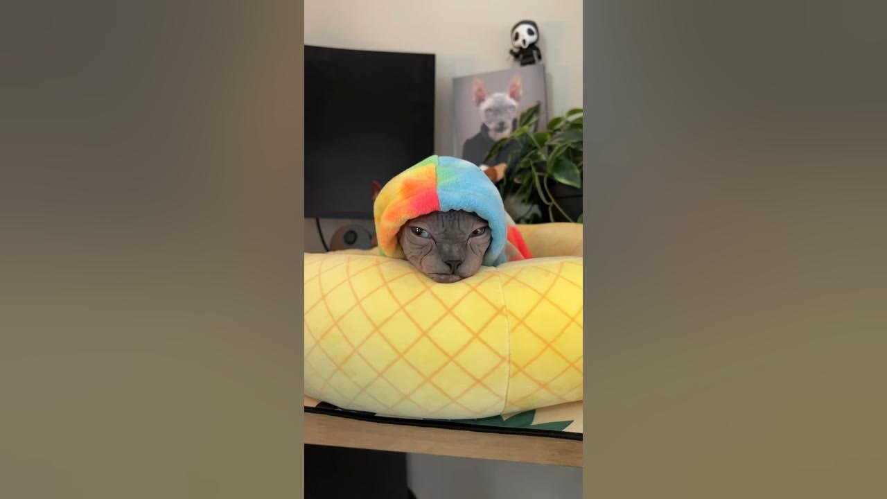 grumpy-bum-youtube