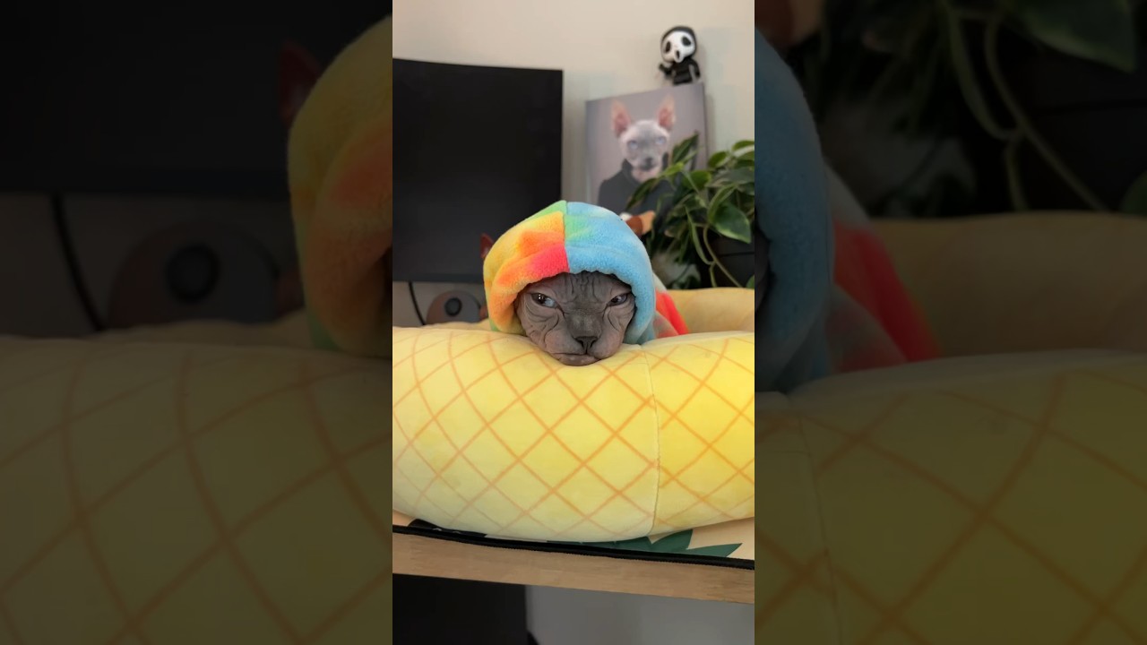 Grumpy Bum YouTube Grumpy Bum YouTube