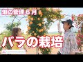 【バラの栽培】安曇野・畑の管理6月 テレビ 「楽しい花辞典」放映中 FLOWER-INN OOTSUKI