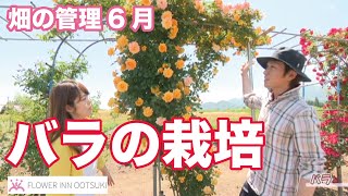 【バラの栽培】安曇野・畑の管理6月 テレビ 「楽しい花辞典」放映中 FLOWER-INN OOTSUKI