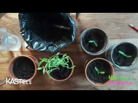 Video: Upside Down Huonekasvien kasvatus – Kuinka kasvattaa huonekasveja ylösalaisin