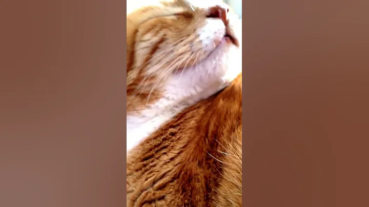 Video 871561: maine coon purring, maine coon mix