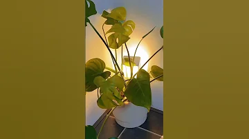 Ku Saliya Nabiga Sallahu Caleyhi Wasalam 