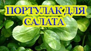 Посадите Портулак