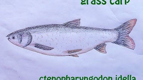 grass carp | গ্রাস কার্প | original audio tutorials #satisfying #creativeart #drawingforbeginners