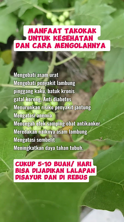 manfaat takokak / cempokak / terong pipit / rimbang