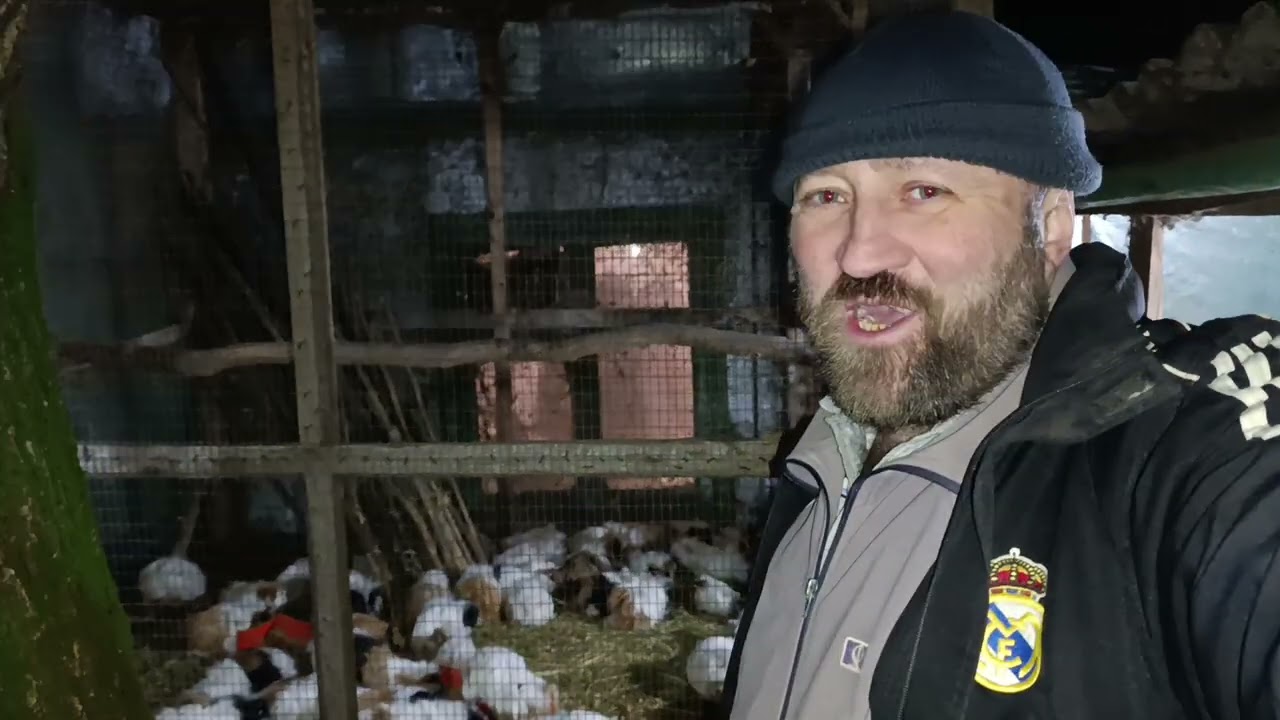 Видео для покупателя 🐹🐼🐹🐼🐹🐼🐹🐼🐹🐼🐹🐼🐹🐼🐹🐼🐹🐼🐹🐼🫜🥕🍎🥬