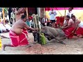 Goat priest killed   puja 