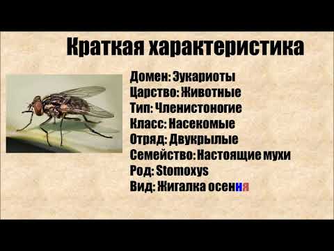 Осенняя жигалка и интересные факты о ней