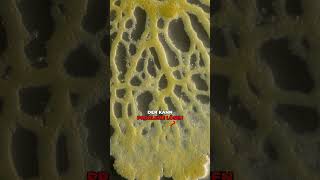 🌐 Das Wood Wide Web - Pilze als Denkmaschinen?!