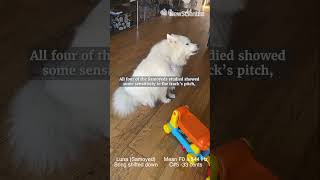 Can dogs show musicality?