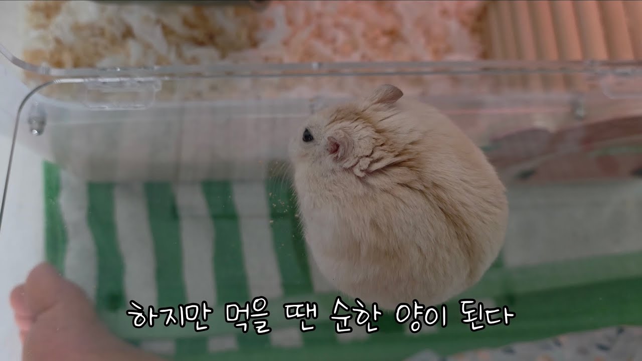 굶주림에 지쳐 인간들을 공격하는 햄맹수