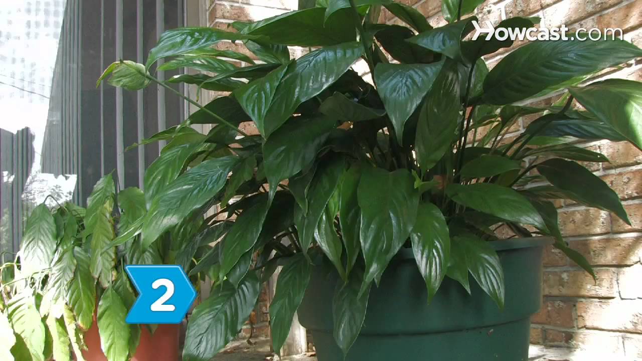 5 plants Buy 5 Best Indoor Plants Pack online from Nurserylive at lowest price