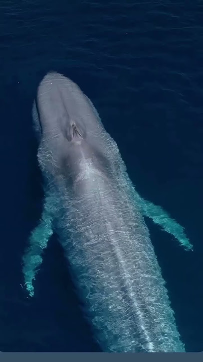 waill.....,🐳🦭🌊🌬️#shortvideo #nature