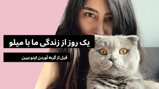 ولاگ زندگی با گربه خانگی غذای گربه خانگی و مهاجرت با پت / Vlog / A day in life with a cat