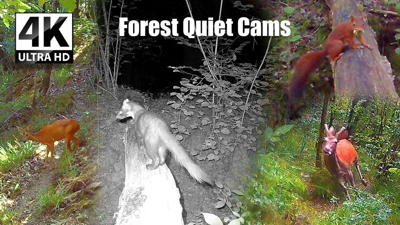 Six Hours of Silent Footsteps in the Woods