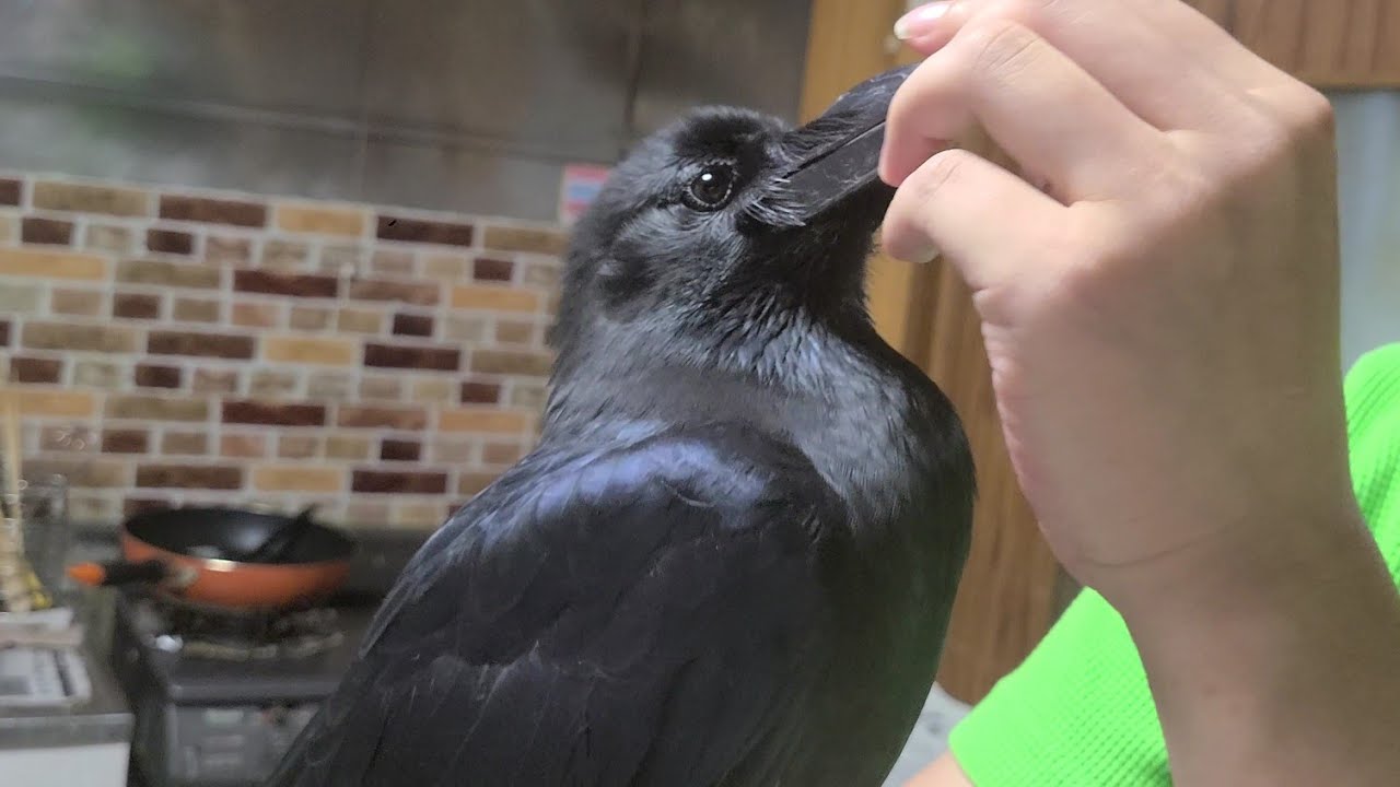 ご飯ソングを歌って喋るカラス