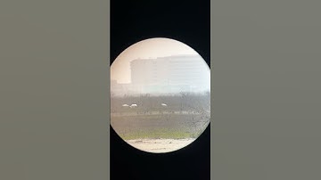 Whooping Cranes l Scope Views l Endangered Species