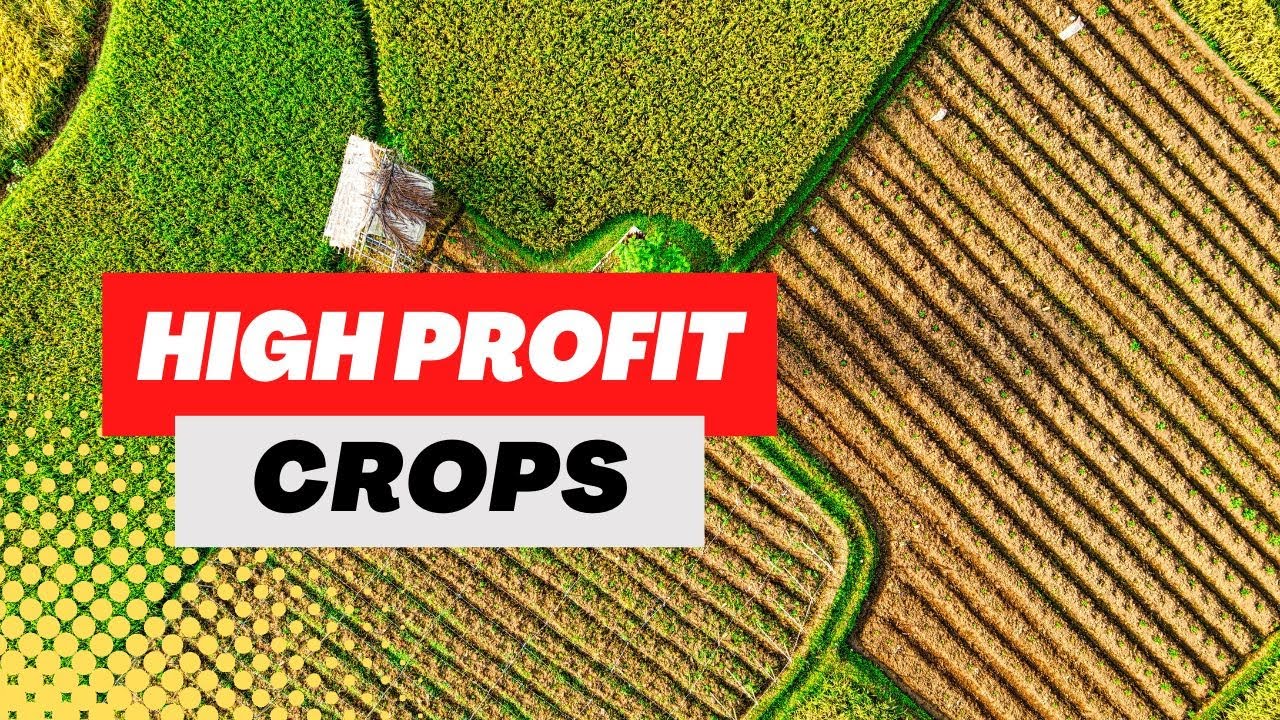 Лучшие товарные культуры: выявление самых прибыльных культур для выращивания и продажи