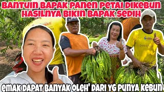 BANTUIN BAPAK PANEN PETAI HASILNYA BIKIN BAPAK SEDIH & EMAK MALAH DAPAT BANYAK OLEH