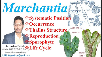 Marchantia Life Cycle  Systematic Position Occurrence Reproduction Thallus Structure Sporophyte