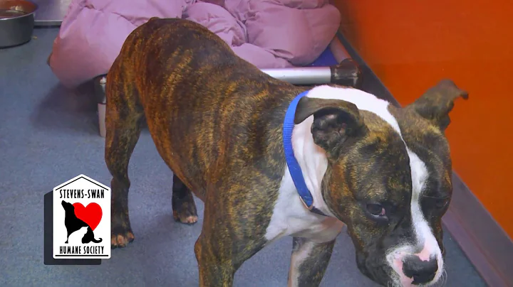 For Your Information: Steven-Swan Humane Society's...