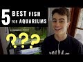 5 BEST FISH FOR AQUARIUMS (Beginner, Freshwater, Easy to Care for, Breeding)