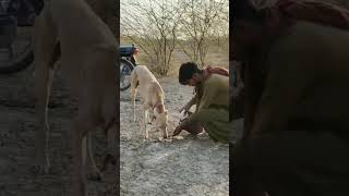 #subscribe 55#likes100#use 1000#video viral#training India all#Kutch BhujGujarat#kanod#avantikabh