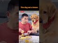 The dog eat a lemon. 主人讓狗狗吃檸檬🍋，他超級酸的。#搞笑影片 #抖音熱門視頻 #狗狗影片 #搞笑影片