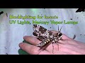 Blacklighting Insects UV Lights Collecting #insectblacklights #insectcollecting