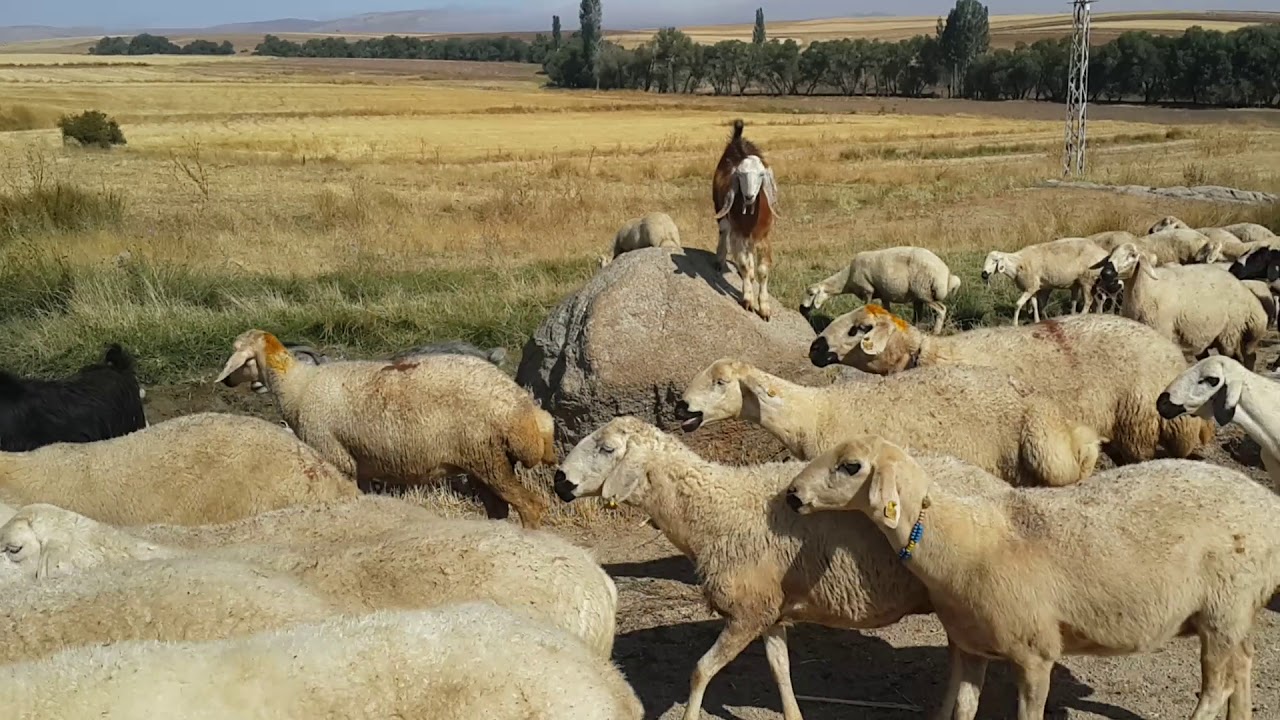 Kirsehir kaman koyunlari