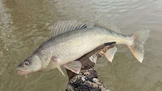 Sandusky River Walleye Run ( 3/12/23) First trip of the year !