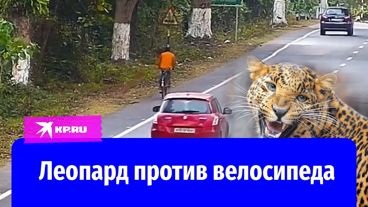 Леопард напал на велосипедиста