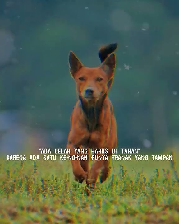 story porbi 30 detik terbaru keren